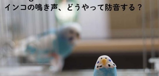 ペットの鳴き声 おしえて 防音相談室