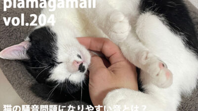 飼育中の猫の騒音問題、一体どうしたらいいの？猫と快適に生活するための防音対策とは！