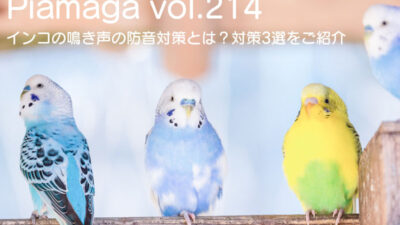 実は気になるインコの鳴き声！おすすめの防音対策三選