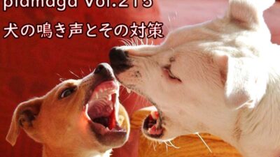 犬の鳴き声がうるさい！苦情を言われないために賃貸でできる防音対策とは？