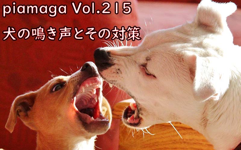 犬の鳴き声がうるさい！苦情を言われないために賃貸でできる防音対策とは？